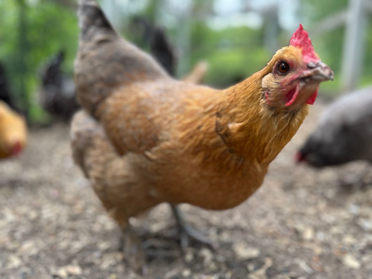 a chicken at an animal rescue